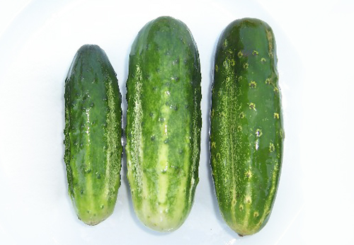 Cucumber variety Parisian gherkin