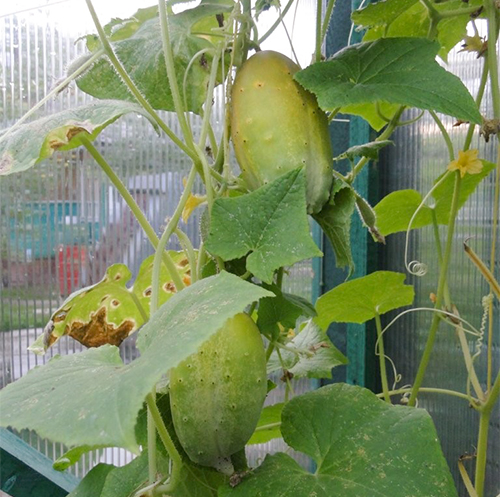 Cucumber variety Parisian gherkin