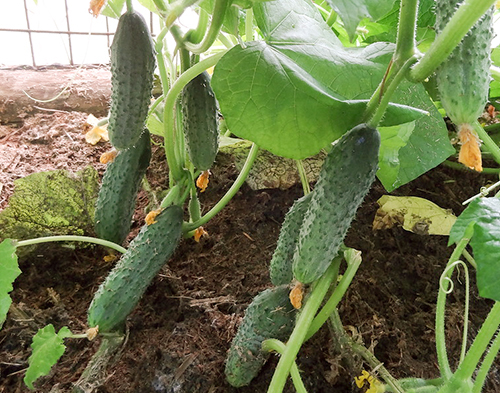 Cucumber variety Prestige