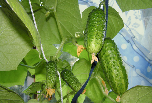 Cucumber variety Prestige