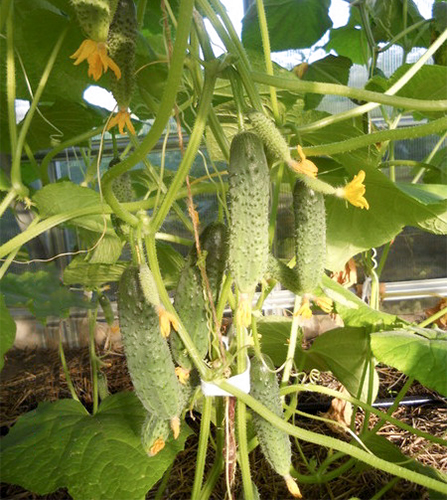 Cucumber variety Prestige