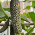 Cucumber variety Saracen (F1)