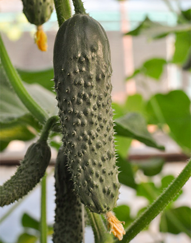 Cucumber variety Saracen