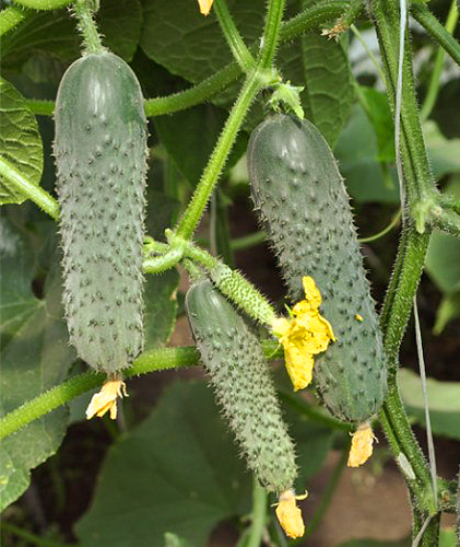 Cucumber variety Saracen