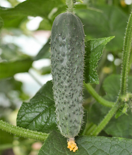 Cucumber variety Saracen