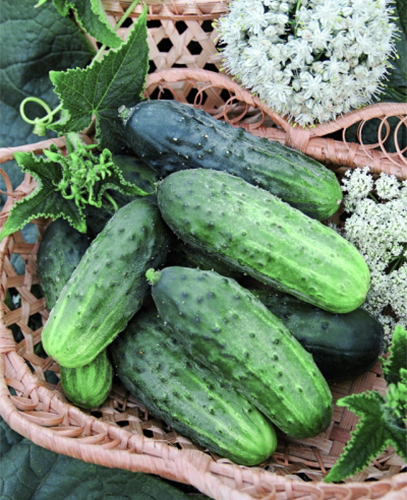 Cucumber variety Crane