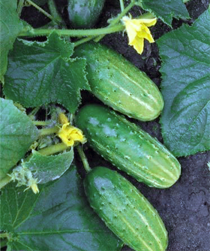 Cucumber variety Crane