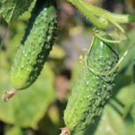 Cucumber variety Zyatek (F1)