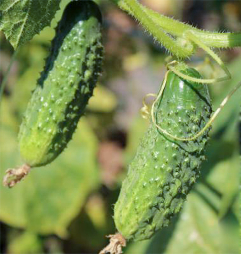 Cucumber variety Zyatek