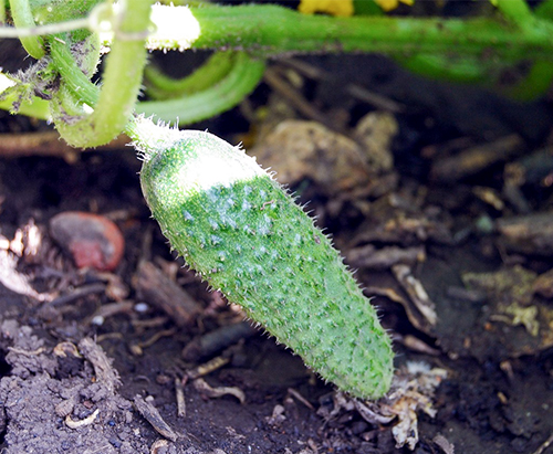 Cucumber variety Zyatek