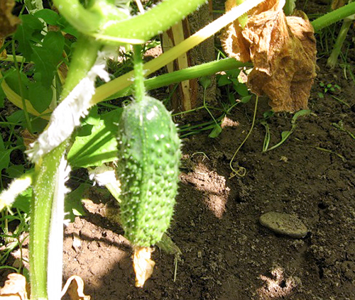 Cucumber variety Zyatek