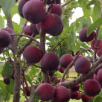 Pelbagai jenis plum Alyonushka