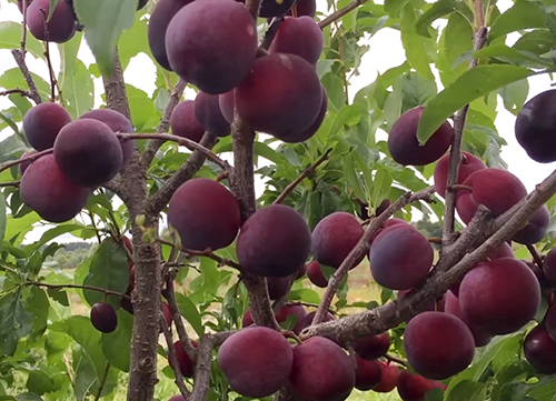 Plum variety Alyonushka