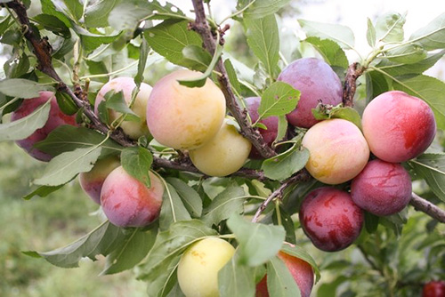 Pelbagai jenis plum Alyonushka