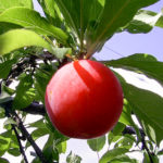 Plum variety Red ball