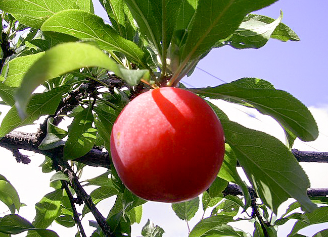 Plum variety Red ball