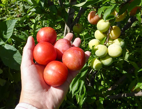 Pelbagai plum Bola merah