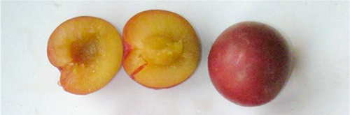 Plum variety Red ball