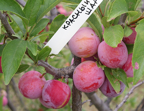 Pelbagai plum Bola merah