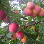 Plum variety Peach