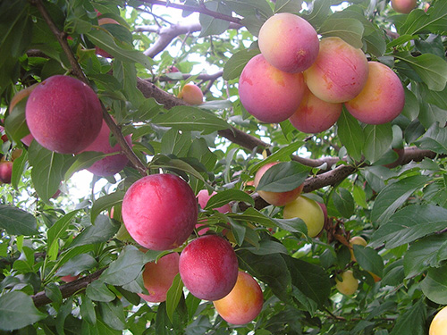 Plum variety Peach