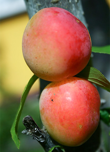 Plum variety Peach