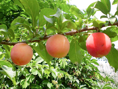 Plum variety Peach