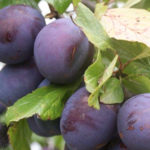 Plum variety President