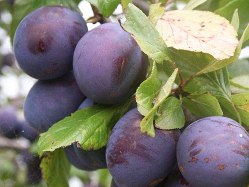 Plum variety President