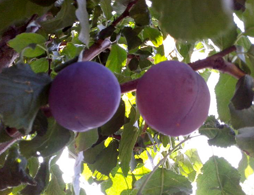 Plum variety President