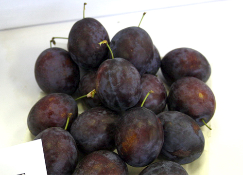 Plum variety President