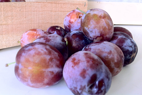 Plum variety President