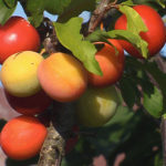 Plum variety Fast-fruited