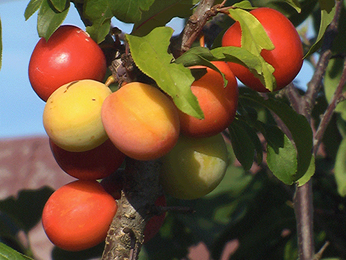 Plum variety Fast-fruited