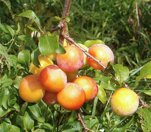 Plum variety Fast-fruited