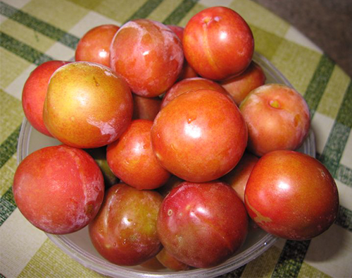 Plum variety Fast-fruited