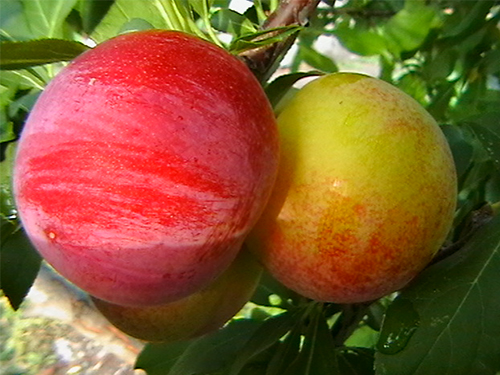 Plum variety Fast-fruited