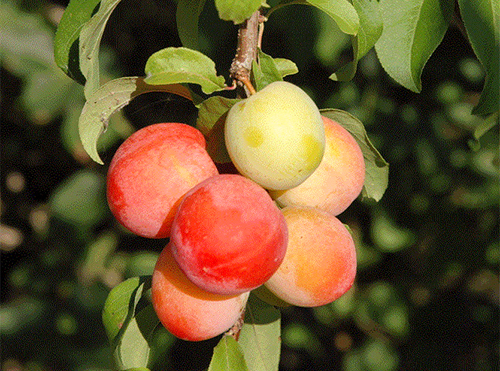 Plum variety Fast-fruited