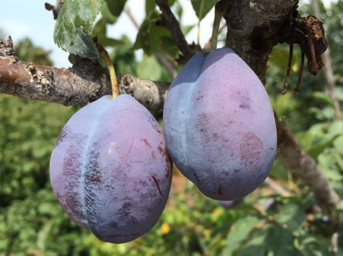 Plum variety Stanley (Stanley)