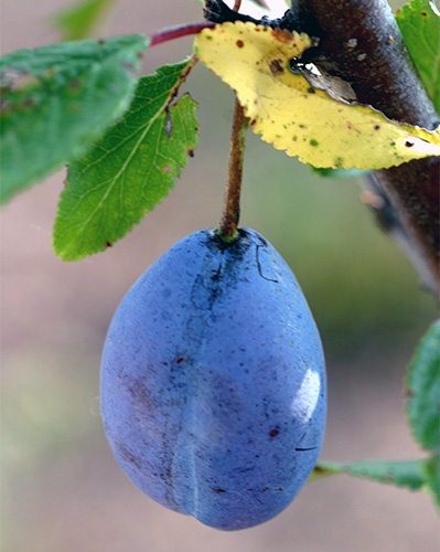 Pelbagai jenis Stanley plum