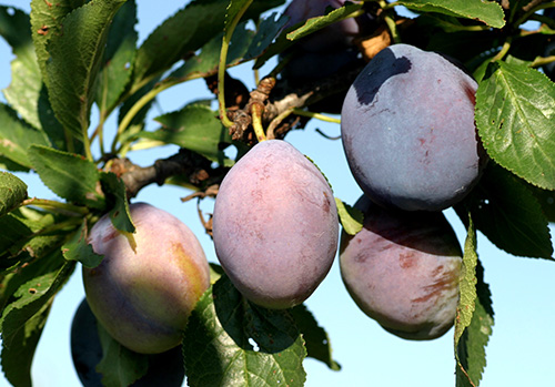 Stanley plum variety