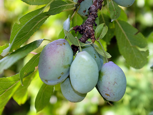 Stanley plum variety