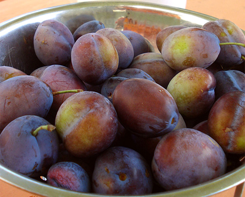 Stanley plum variety