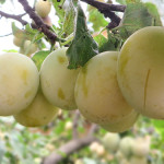 Pagi pelbagai plum