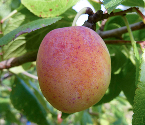 Plum variety Morning