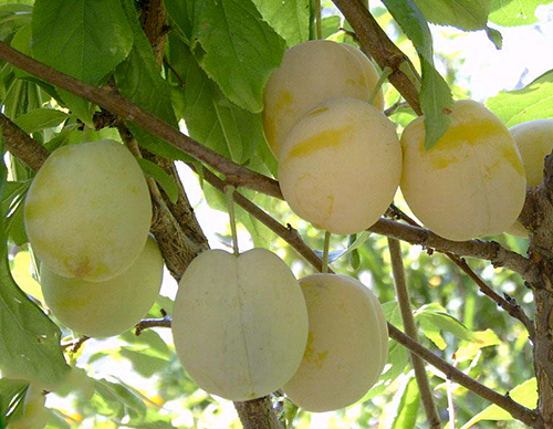 Pagi pelbagai plum