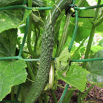 Cucumber variety Alligator (F1)