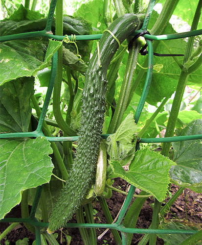 Cucumber variety Alligator