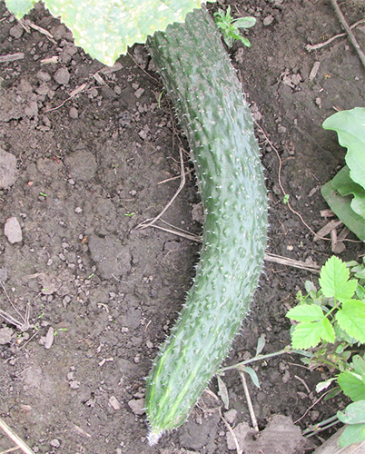 Cucumber variety Alligator