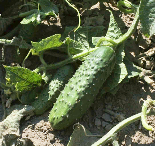 Cucumber variety Atlantis